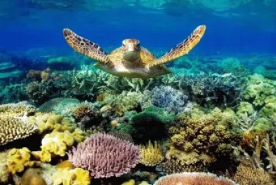 Ocean Life