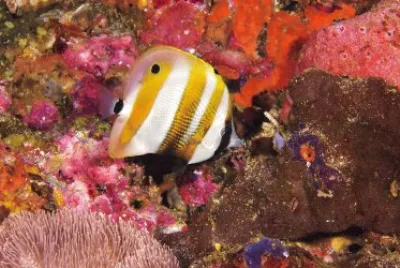 Ocean Life