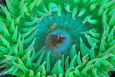 Ocean Life