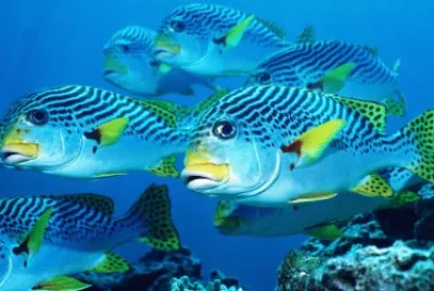 Ocean Life