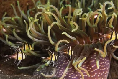 Ocean Life