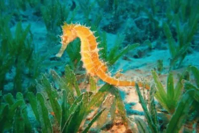 Ocean Life