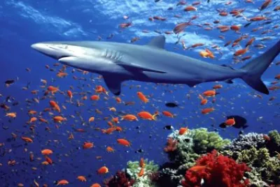 Ocean Life