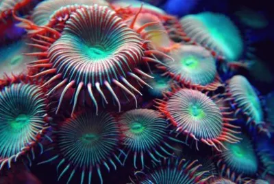 Ocean Life