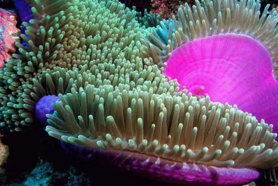 Ocean Life