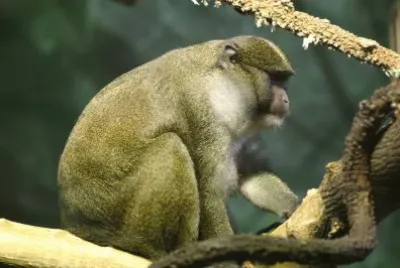 Cercopiteco di palude