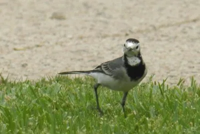 Bird