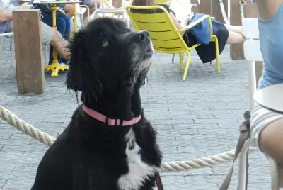 Dog