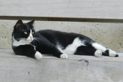 The cat