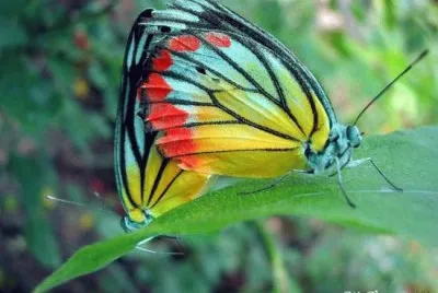 Nature