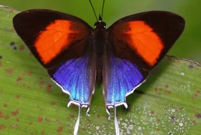 Nature
