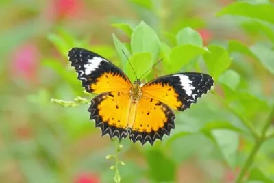 Nature