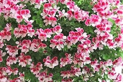flores