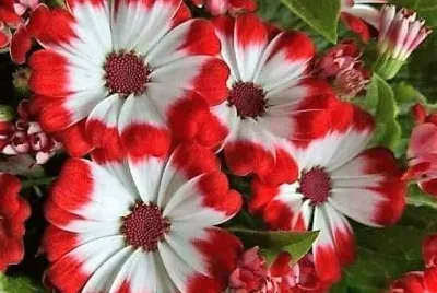 flores