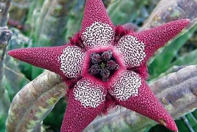 flores