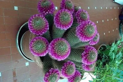 פאזל של flores