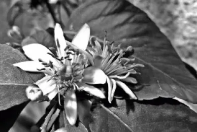 flores