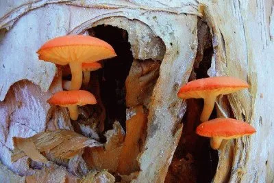 imagem jigsaw puzzle