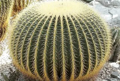 פאזל של natural