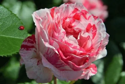 flores