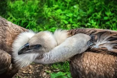 natural