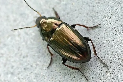 Amara aenea