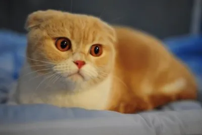 Scottish fold red