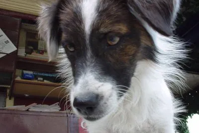 Stray dog in Lesbos, Greece