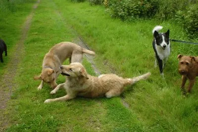 Dogs Playing