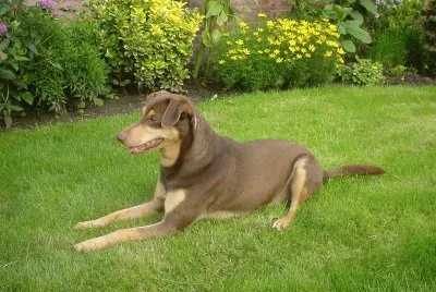 Ralf