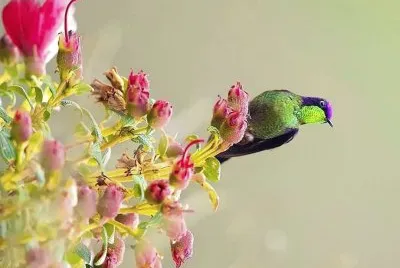natural