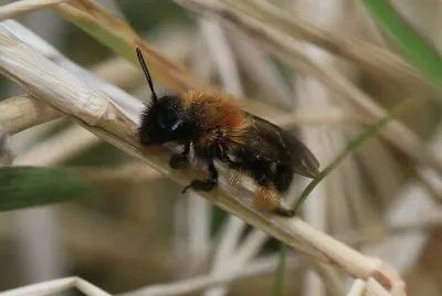 Andrena bicolor