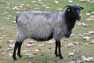 Jaglu