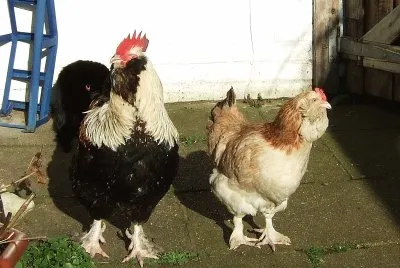 Gallina faverolles