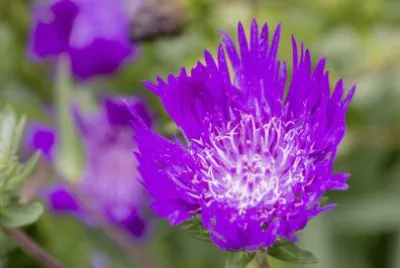 Purple Parasol or Stokes Aster