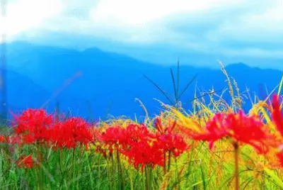 Imagem jigsaw puzzle