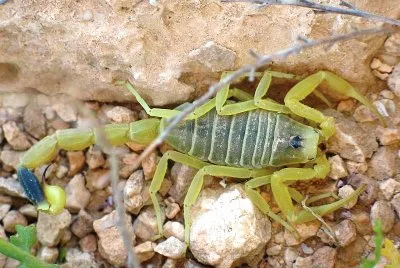 Scorpione giallo