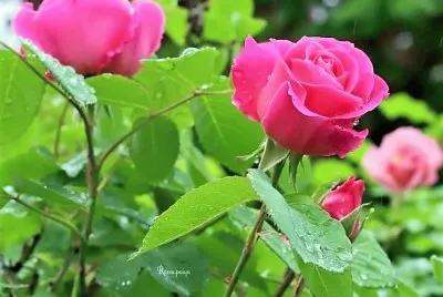 flores