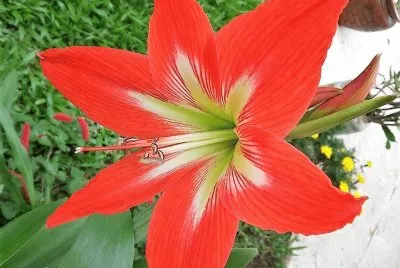 flores