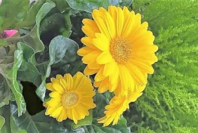 flores