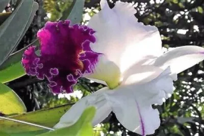 flores