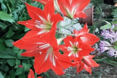 flores