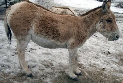 Selvatico asiatico