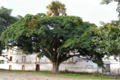 Arbol abrazando a la palmera