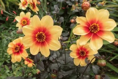 dahlias