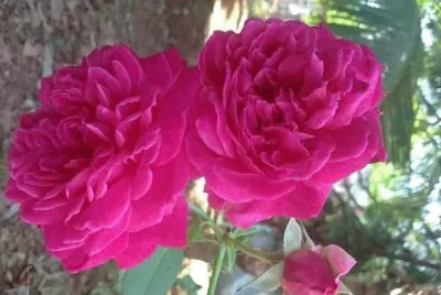 flores