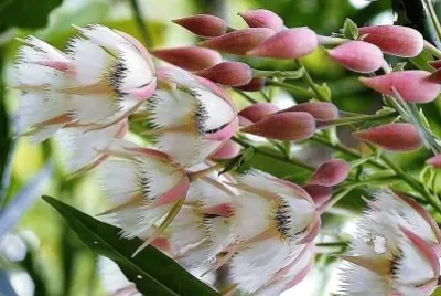 flores
