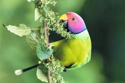 natural