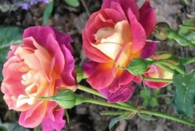 flores