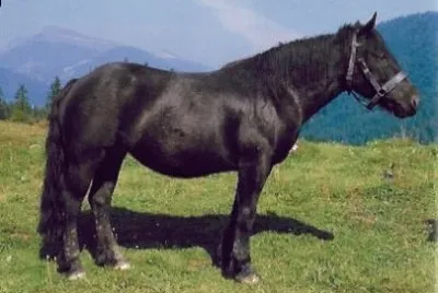 Abtenauer